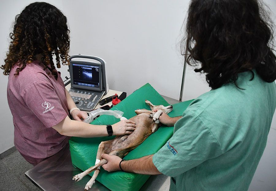 Convênio de gestão da clínica Meu pet é tema de requerimento