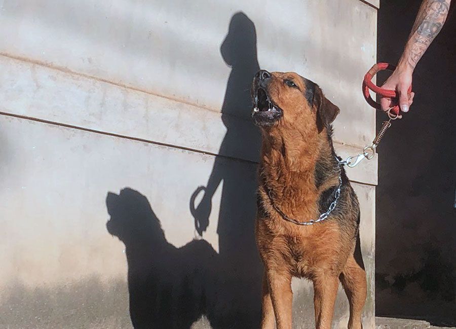 Focinheira passa a ser obrigatória no passeio com animais de grande porte