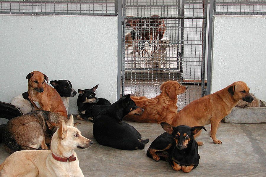 Plenário aprova proposta que cria santuário para animais Plenário aprova proposta que cria santuário para animais