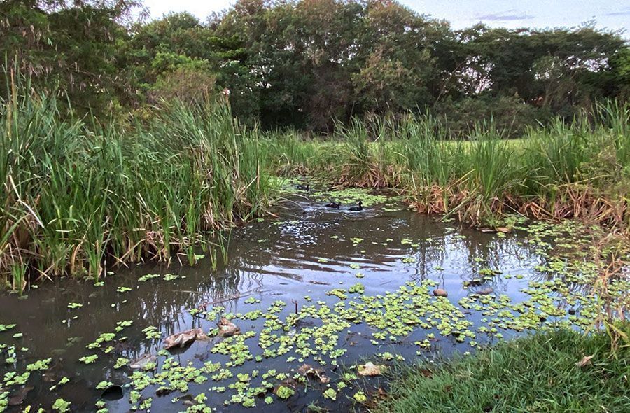 Plenário derruba vetos da Prefeitura, incluindo programa de proteção a nascentes