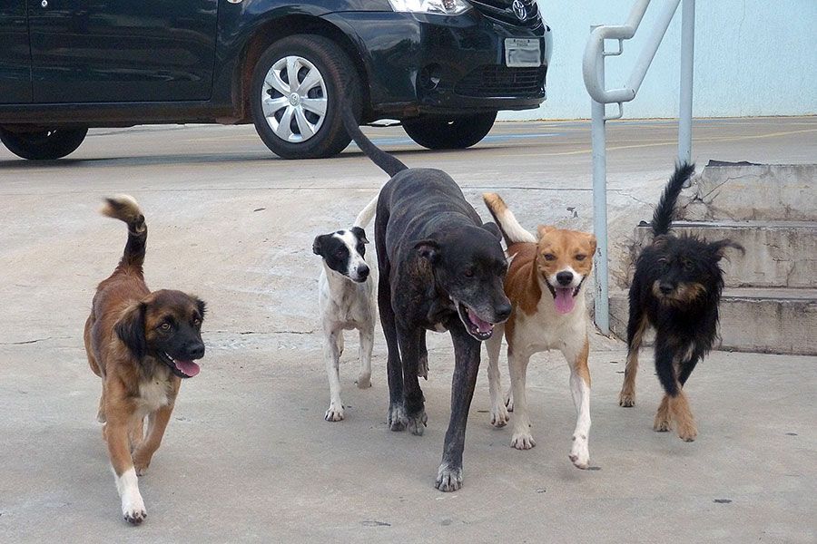 População de cães e gatos no município é alvo de questionamento